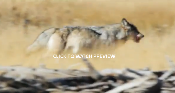 CLICK TO WATCH PREVIEW